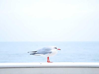 麻将百科